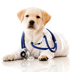 Does Your Pet Dog Suffer From Heart-worms?
